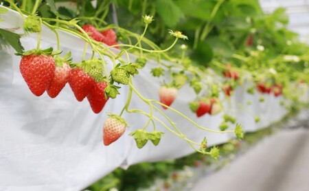 いちご ギフトに最適 いただきいちご園の食べ比べ セット 厳選 2品種 化粧箱入り ギフト 贈り物 贈答用 果物 デザート