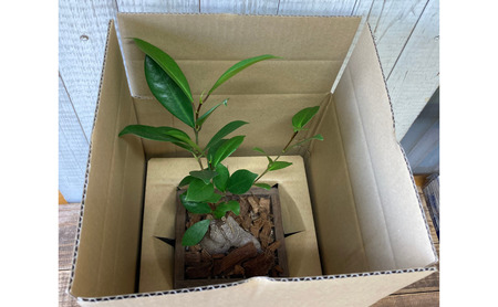 インテリア 植物 ガジュマル プランター 全2色 観葉植物 福岡 小郡市 白色