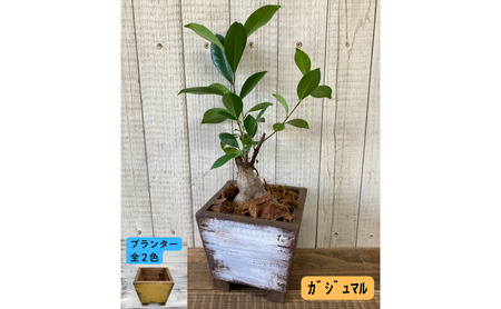 インテリア 植物 ガジュマル プランター 全2色 観葉植物 福岡 小郡市 黄色