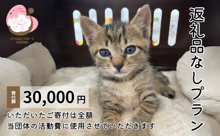 保護猫活動を応援！返礼品無し 30,000円 (お礼状送付) 保護猫