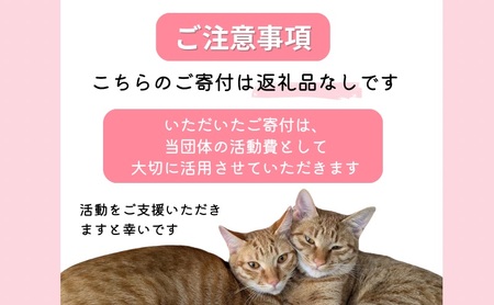 保護猫活動を応援！ 返礼品無し 5,000円（お礼状送付） 保護猫