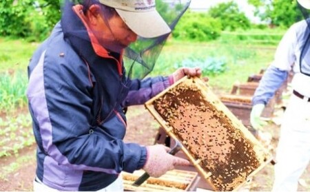 国産天然純はちみつ 600ｇ×4本セット（れんげ、やまみつ、さくら、もち