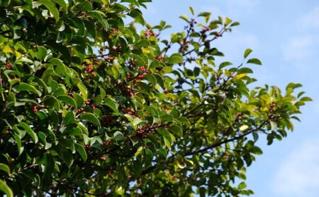 数量限定 国産 天然 純はちみつ 1kg もちの木プレミアム 《包装対応、手提げ袋付》 ハチミツ 蜂蜜 ギフト ハニーベル 