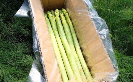 【先行予約】発送2026年4月 アスパラガス 小郡産 朝採りアスパラガス 1kg (L、2Lサイズ混) 野菜 永利農園 