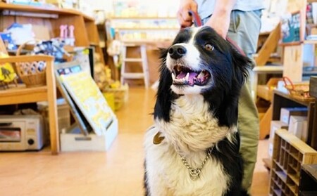 ペット用品 猫ちゃん想いの猫型 フードスタンド オレンジ ペット 猫 ねこ 