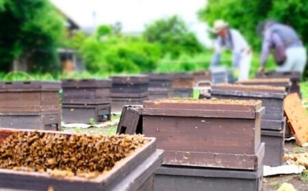 はちみつ 福岡県 特産 国産 天然 純はちみつ 1kg×2本 (たっぷり2kg) もちの木 ハチミツ 蜂蜜