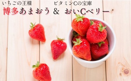 いちご職人 白木のいちご「しあわせもん」 博多 あまおう&おいCベリー