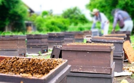 はちみつ 国産 天然 純はちみつ れんげ 500g ハチミツ 蜂蜜 とんがり容器 
