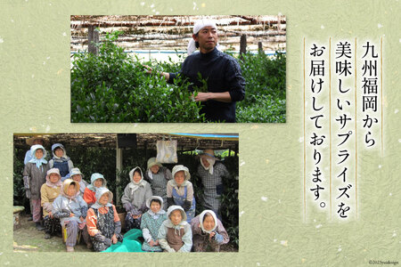 茶 伝統本玉露 50g×2袋 [ベネフィス 福岡県 筑紫野市 21760994]