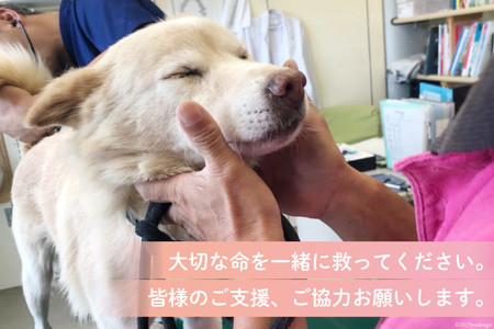 犬猫保護活動への支援 [NPO法人セブンデイズ 福岡県 筑紫野市 21760723] 保護 動物 犬 猫 犬猫 保護犬 支援 応援