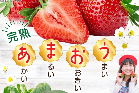 【期間限定発送】 いちご 完熟 あまおう 約270g 4p [mhshops 福岡県 筑紫野市 21761028]