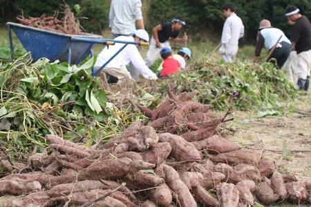 【先行受付】『筑紫野 初月』12個＋『紫芋の甘納糖』6袋 [菓子工房 小野農園 福岡県 筑紫野市 21760705]