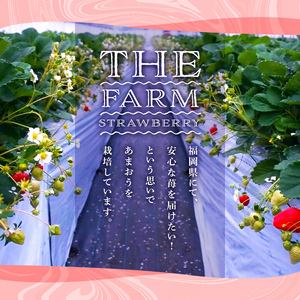 ＜先行予約受付中・数量限定＞2026年2月からお届け！プレミアムあまおうEX ティッシュボックス用特別仕様の桐箱入り(約400g) 苺 いちご イチゴ フルーツ 果物 くだもの 手作り スイーツ ギフト 贈答 ＜離島配送不可＞【ksg1251】【THE FARM_strawberry】