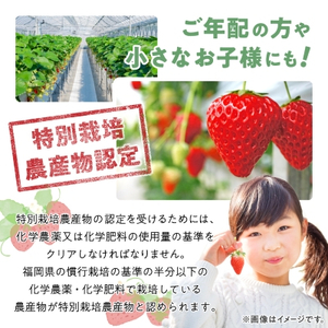 【数量限定】特別栽培あまおう4パック【2025年12月より順次発送】_果物・フルーツ いちご イチゴ 苺_【配送不可地域:離島】【1445836】