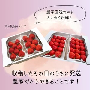 【先行予約】福岡県産あまおう 約270g×4パック【配送不可地域：離島】【1177858】