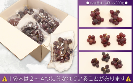 【2026年収穫分 先行予約】【JAむなかたより】巨峰1.2kg【JAほたるの里】_HA1476