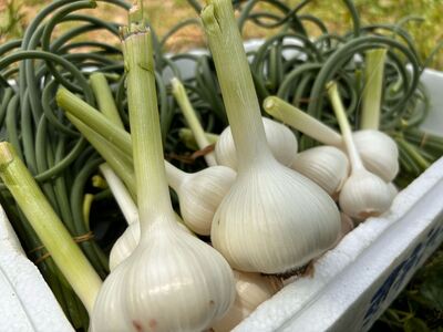 にんにくの芽みそ 120g×3本（自然栽培のにんにくシリーズ）【むなかたひかり】_HA1553