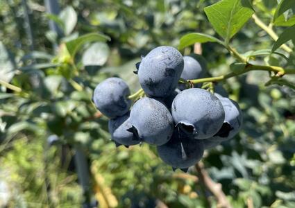 【数量限定】【2026年4月末より順次発送】お驚きの大きさ！大粒ブルーベリー(1kg) 農薬不使用 有機栽培【えのさんのブルーベリー園】_HA1355