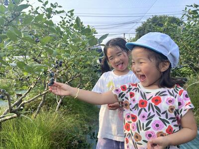 【数量限定】【2026年4月末より順次発送】お驚きの大きさ！大粒ブルーベリー(1kg) 農薬不使用 有機栽培【えのさんのブルーベリー園】_HA1355