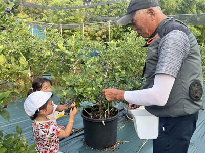 【数量限定】【2026年4月末より順次発送】お驚きの大きさ！大粒ブルーベリー(1kg) 農薬不使用 有機栽培【えのさんのブルーベリー園】_HA1355