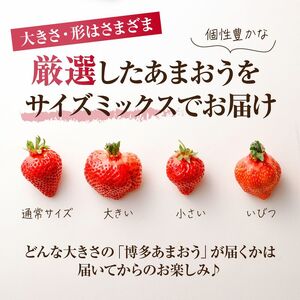【アフター保証】4月発送!JAよりお届け!「博多あまおう」約280g×2パック【ほたるの里】_HA1938