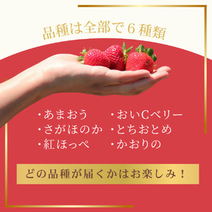 何が届くかお楽しみ!人気のいちご2品種食べ比べセット【宗像いちごファーム】_HA1785