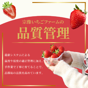 何が届くかお楽しみ!人気のいちご2品種食べ比べセット【宗像いちごファーム】_HA1785