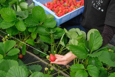 【先行予約受付中】【2026年12月以降順次発送】特別栽培あまおうDX4パック【うるう農園】_HA1966