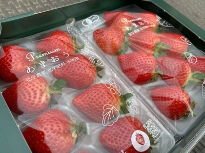 ふるさと納税  農薬化学肥料不使用！贈答用プレミアムいちご 12個入り（約500g）  【イチ… 先行予約 農薬化学肥料不使用！贈答用プレミアムいちご 12個入り（約