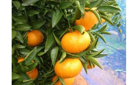 JAむなかた柑橘ブランド「姫神みかん（せとか）」約3kg【JAほたるの里】_HA0680