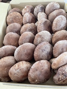 【一週間以内に発送】生しいたけ 肉厚シイタケ 無農薬 菌床栽培 1.2kg【ハタモト農産】_HA1003