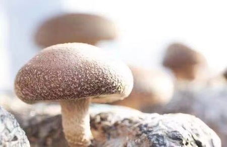 【一週間以内に発送】生しいたけ　肉厚シイタケ　無農薬　菌床栽培　110gX9(袋)【ハタモト農産】_HA1005