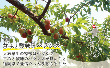 【JAむなかた すもも部会より】すもも(大石早生)1kg(250g×4パック)【JAほたるの里】_HA1254