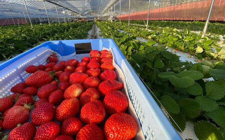 オーガニック冷凍あまおう 「いせいちご」 3kg (500g×6パック)【伊世いちご畑】_HA1317