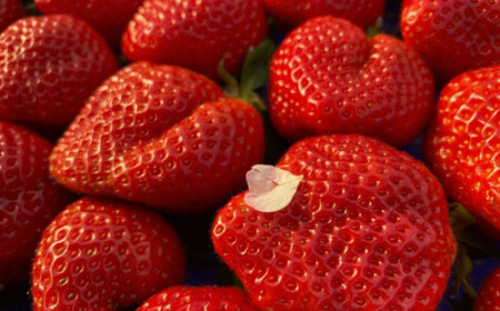 オーガニック冷凍あまおう 「いせいちご」 3kg (500g×6パック)【伊世いちご畑】_HA1317