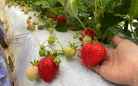 オーガニック冷凍あまおう 「いせいちご」 3kg (500g×6パック)【伊世いちご畑】_HA1317