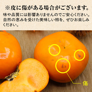 【2026年収穫分 先行予約!】福岡県ブランド柿「秋王」化粧箱約1.75kg【JAほたるの里】_HA1318