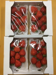 【先行予約】【2025年12月中旬より順次発送】福岡県産 あまおう 4パックセット【ナチュレッシュ・ファーム】_HA1335