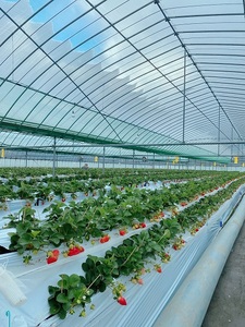 【先行予約】【2025年12月中旬より順次発送】福岡県産　あまおう　2パックセット【ナチュレッシュ・ファーム・ジェイピー】_HA1336