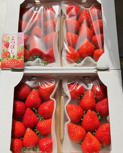 【先行予約】【2026年1月中旬より順次発送】福岡県産　苺　よつぼし　250g×4パック【ナチュレッシュ・ファーム・ジェイピー】_HA1387