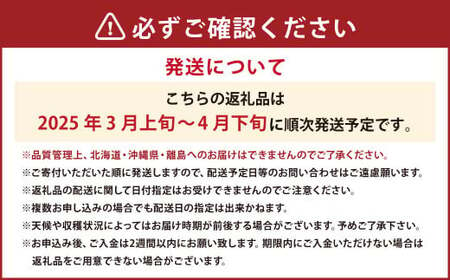 春のあまおう（2L・2A・G規格以上 4パック）いちご 苺 イチゴ フルーツ 果物【2025年3月上旬～4月下旬発送予定】