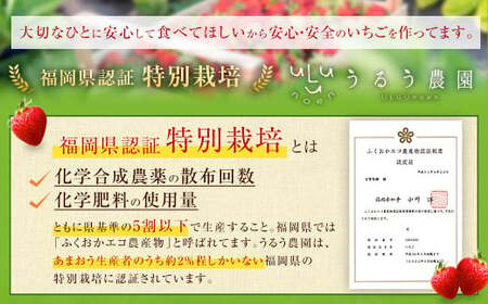 【特別栽培／有機質肥料／アフター保証】うるう農園 あまおう サイズ色々 6パック（約1710g）【2025年1月上旬～1月下旬発送予定】いちご イチゴ 苺 フルーツ 果物