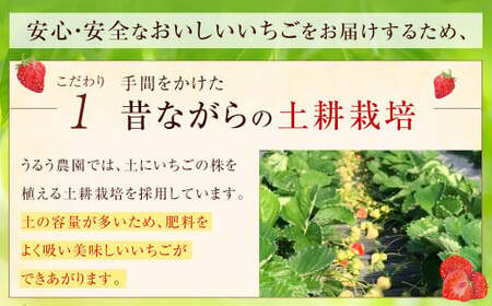 【特別栽培／有機質肥料／アフター保証】うるう農園 あまおう サイズ色々 6パック（約1710g）【2025年1月上旬～1月下旬発送予定】いちご イチゴ 苺 フルーツ 果物