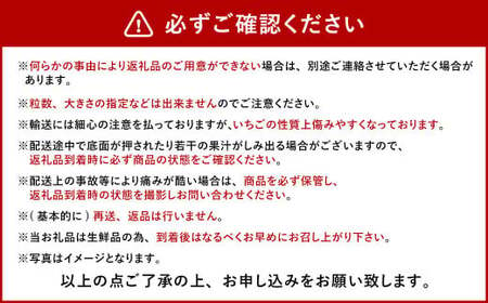 今季初採れあまおう 2パック【数量限定】【2024年12月上旬～2025年1月下旬発送予定】あまおう いちご イチゴ 苺 フルーツ 果物