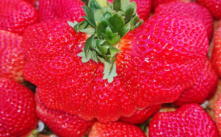 大粒 あまおう 4パック【2026年2月上旬～4月上旬発送予定】