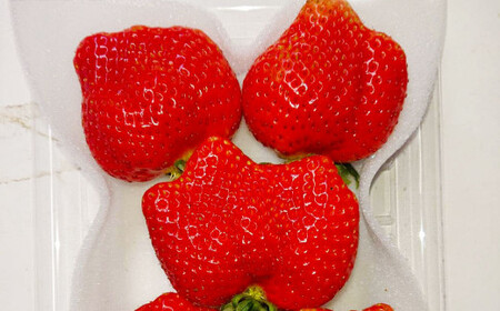 大粒 あまおう 4パック【2026年2月上旬～4月上旬発送予定】