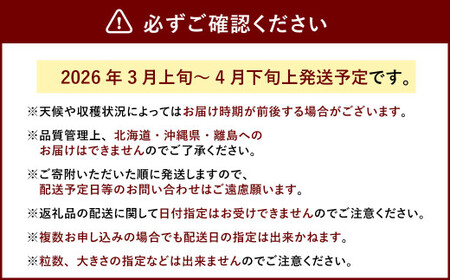 春のあまおう（2L・2A・G規格以上 4パック）いちご 苺 イチゴ フルーツ 果物【2026年3月上旬～4月下旬発送予定】