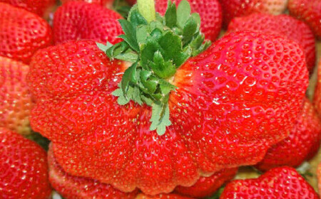 春のあまおう（2L・2A・G規格以上 4パック）いちご 苺 イチゴ フルーツ 果物【2026年3月上旬～4月下旬発送予定】