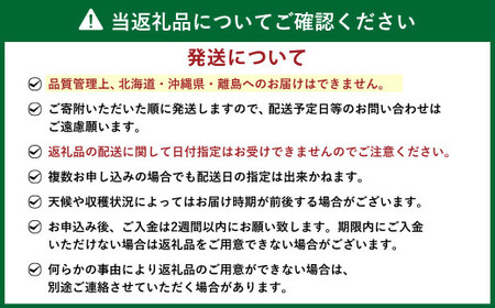 【予約受付・3回定期便】あまおう 贅沢セット いちご イチゴ フルーツ 果物【2026年3月上旬～7月下旬発送予定】