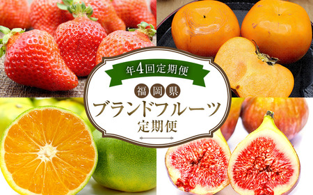 【4回定期便】福岡県 ブランドフルーツ 定期便 あまおう（約280g×4パック）とよみつひめ（約300g×4パック）早味かん（約3kg）秋王（約1.2kg）計6.52kg 果物 いちご 苺 イチゴ 無花果 いちじく イチジク みかん ミカン 蜜柑 柿 カキ かき